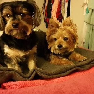 Meet your Posher, Penny